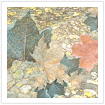 Fall Color III - Image 3
