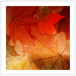 Fall Color III - Image 9