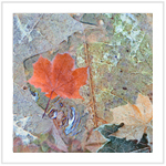 Fall Color III - Image 2