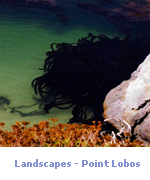 Landscapes - Point Lobos, CA